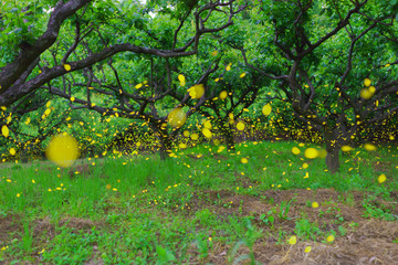 Luciola parvula flying in plum forest