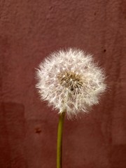 dandelion