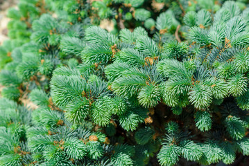 Decorative pine, natural background