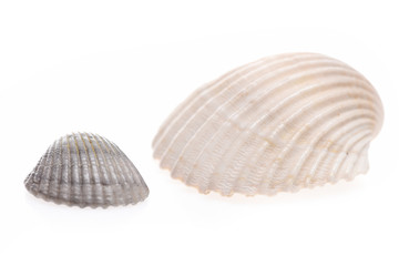 clam mollusk shells isolated on white
