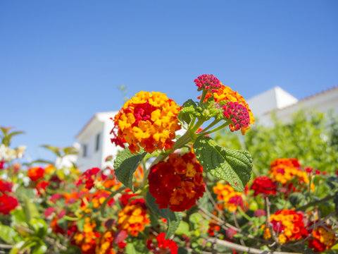 Fototapeta Lantana camara is also known as big sage, wild sage, red sage, white sage and tickberry. It is a species of flowering plant within the verbena family, Verbenaceae
