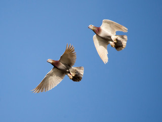 Flock of pigeons against the sky