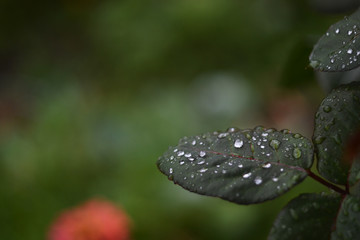 Green leaves covered with water drops