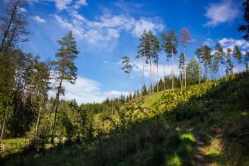 Fototapeta premium Summer forest in Czech Republic