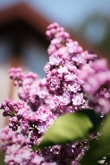 Scented lilac