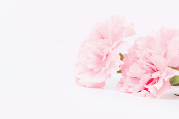 Pink carnation flower are on white background