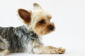 ヨークシャーテリア