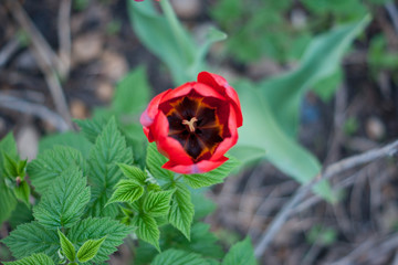 Close-up Tulip