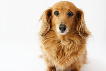 Miniature Dachshund