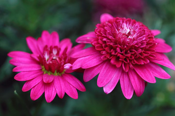 Obraz premium Magenta-purple Marguerite Daisies flowers