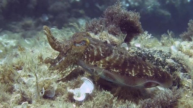 Costa Brava, diving the Mediterranean sea, Cuttlefish, Spain
