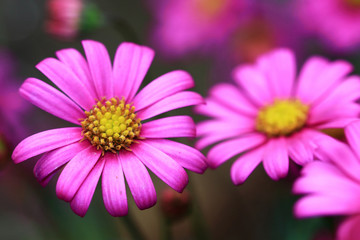 Colorful violet purple daisy
