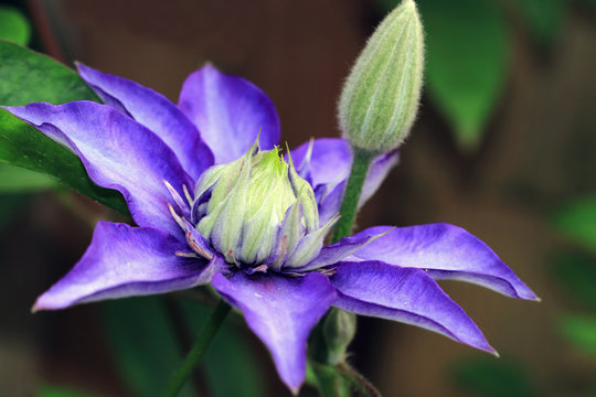 Fototapeta Violet blue clematis with big flowers