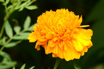 Yellow Flower.