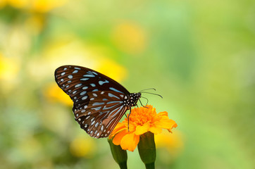 Butterfly with flowers