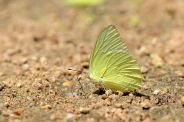 Butterflies on the floor