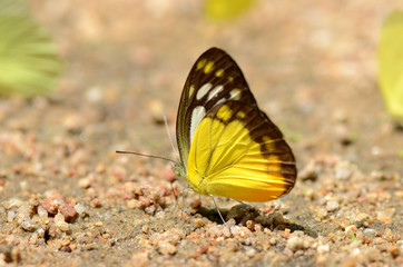 Butterflies on the floor.
