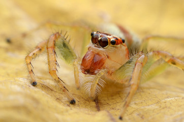 Jumping Spider.