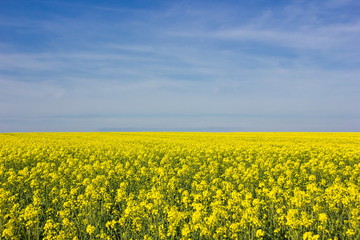 Yellow field in Czech Republic