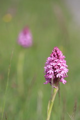 Orchis pyramidal, Orchis 