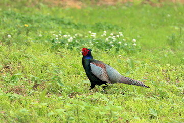 Green pheasant also known as Japanese pheasant