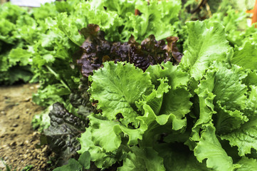 Fototapeta premium Green salad