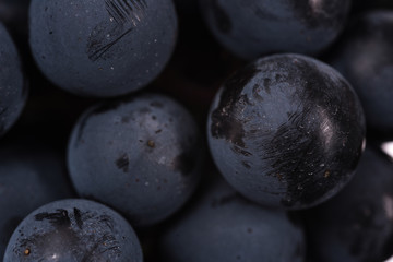 Dark bunch of grape in low light on black isolated background , macro shot , water drops