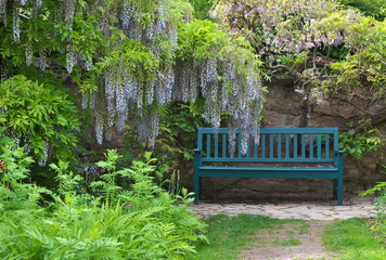 Japanischer Blauregen