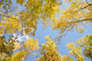 Crowns of birch tree in the sun light.