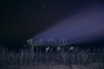 Forest tree in the night illuminated by flashlight.