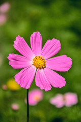 Wild purple flower in the village garden