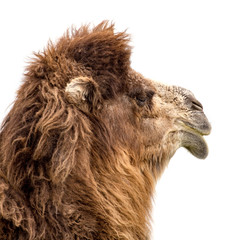 Portrait of a camel on a white background