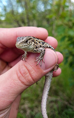 Grey lizard in hand.