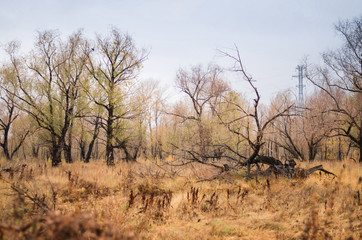 Fototapeta na wymiar Forest , willow tree in the autumn fall and orange herbs meadow.