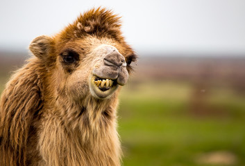 Portrait of camel on nature in spring