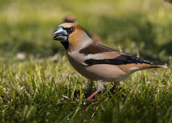 Grubodziób na trawie