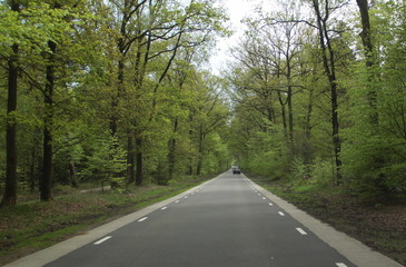 Typical dutch nature on a spring day