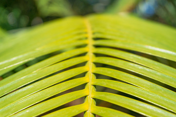 Close up of bright green palm leaf