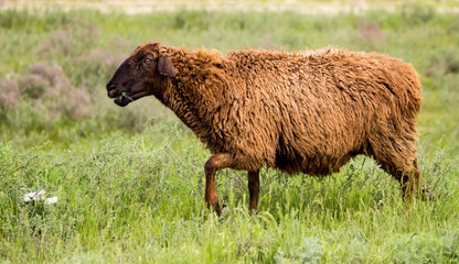 Fototapeta premium Ram in the pasture in the spring