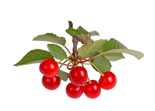 Branch with sour cherry leaves and fruit isolated