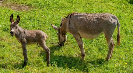 Donkey with foal