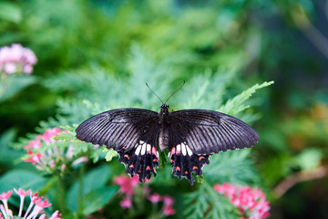 Beautiful butterfly perched on a leaf