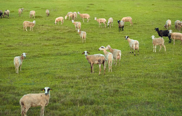 Obraz premium flock of sheep grazing in meadow