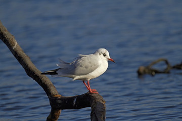 Black headed Gull
