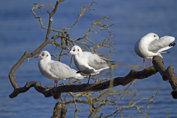 Black headed Gull