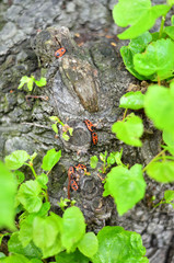Feuerwanzen tummeln sich auf Baumstamm in der Sonne 