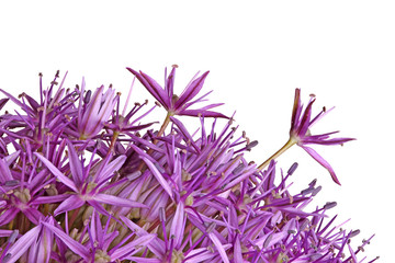 Purple flowers of ornamental onion hybrid Globemaster isolated on white