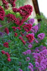 primo piano di piante fiorite colorate