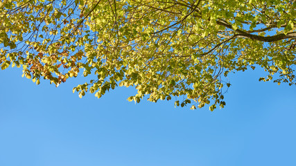 Foliage of trees against a bright blue sky