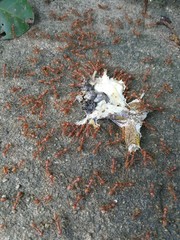 The red ant herd eatting csrcass